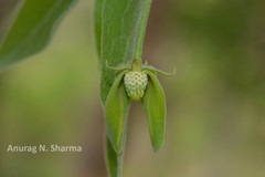 Miliusa tomentosa